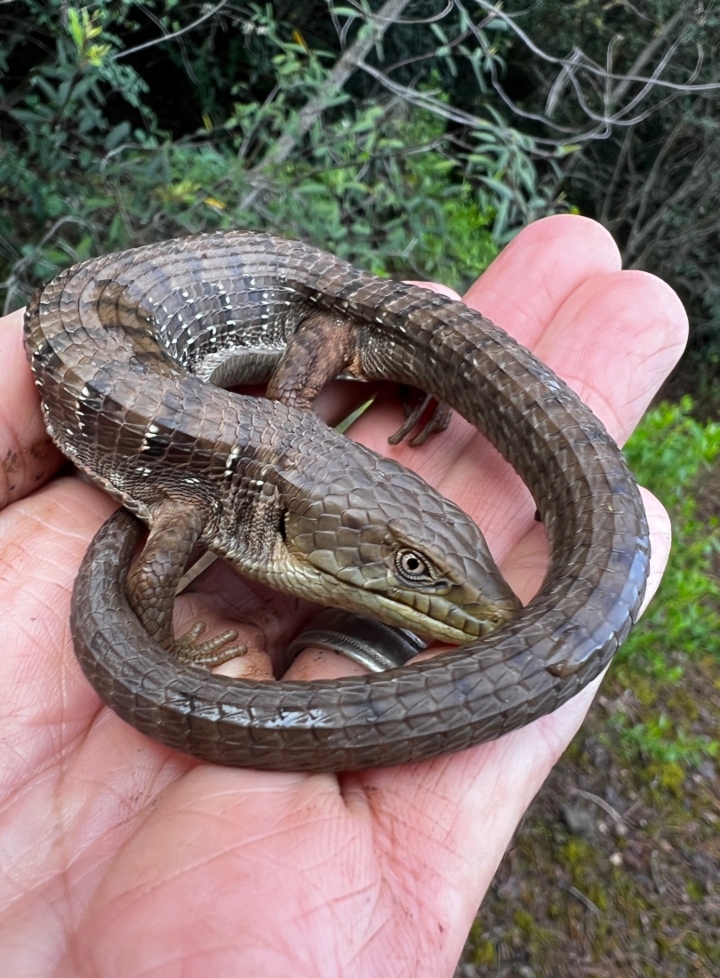 Southern Alligator Lizard